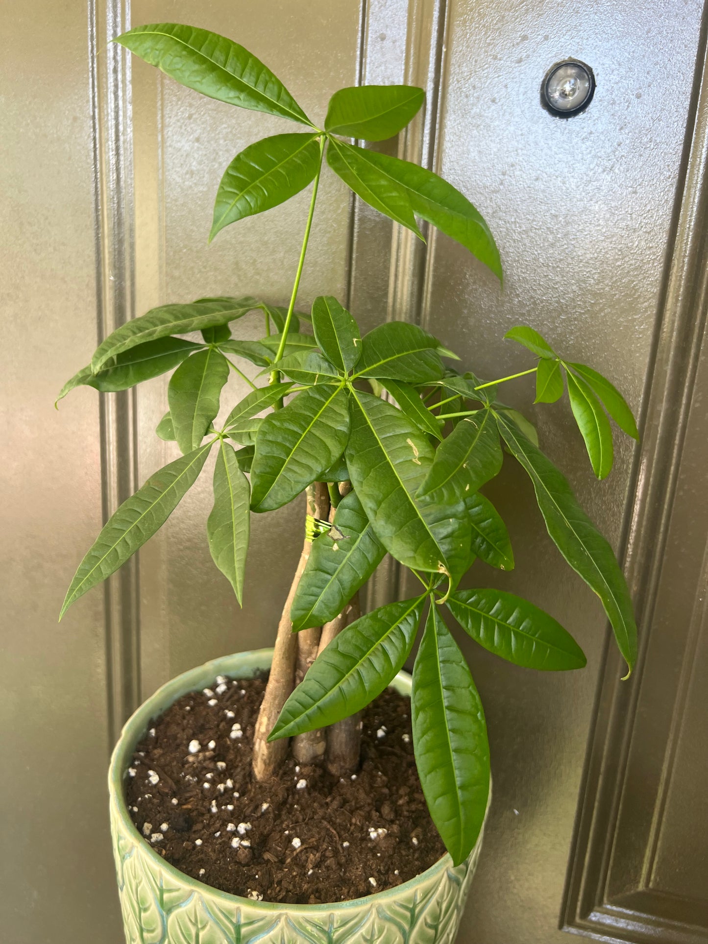 Braided Money Tree