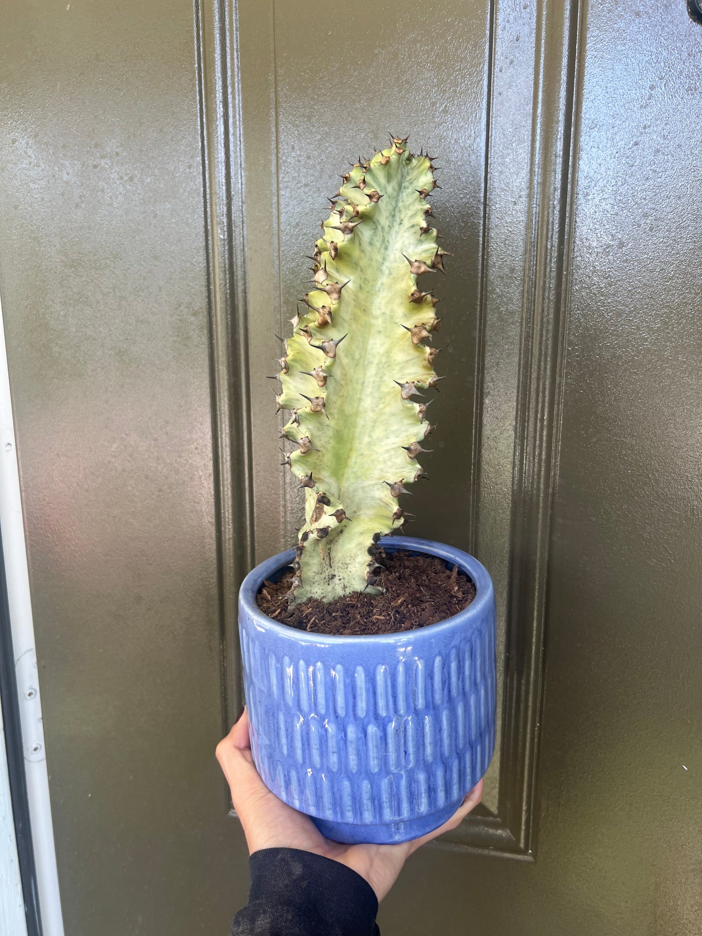 Variegated Euphorbia Ammak