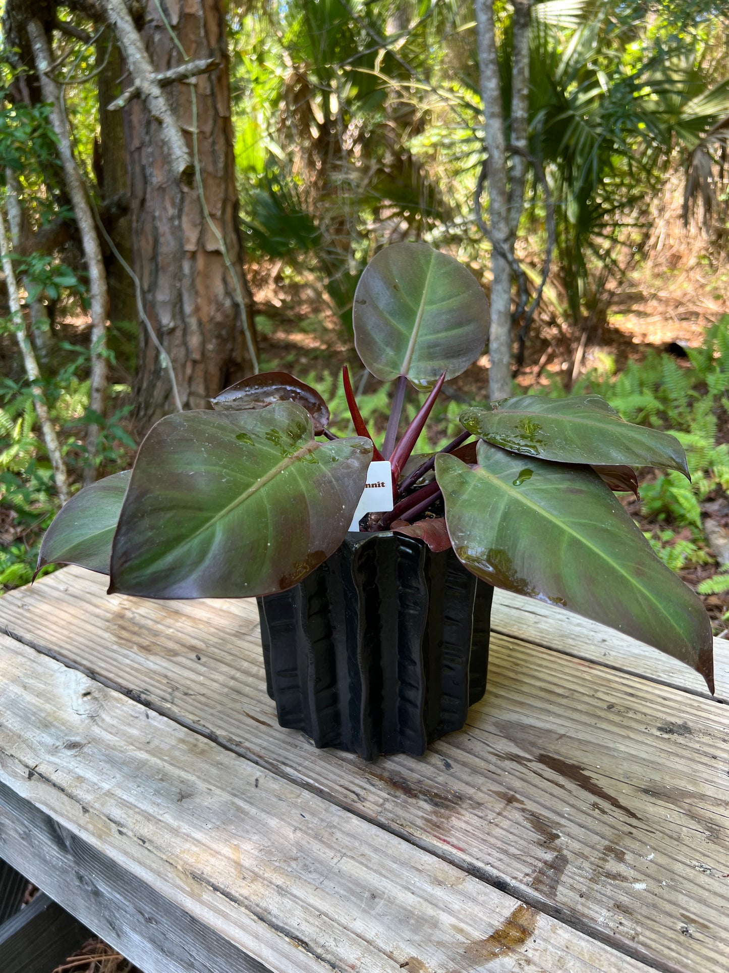 Philodendron Dark Lord