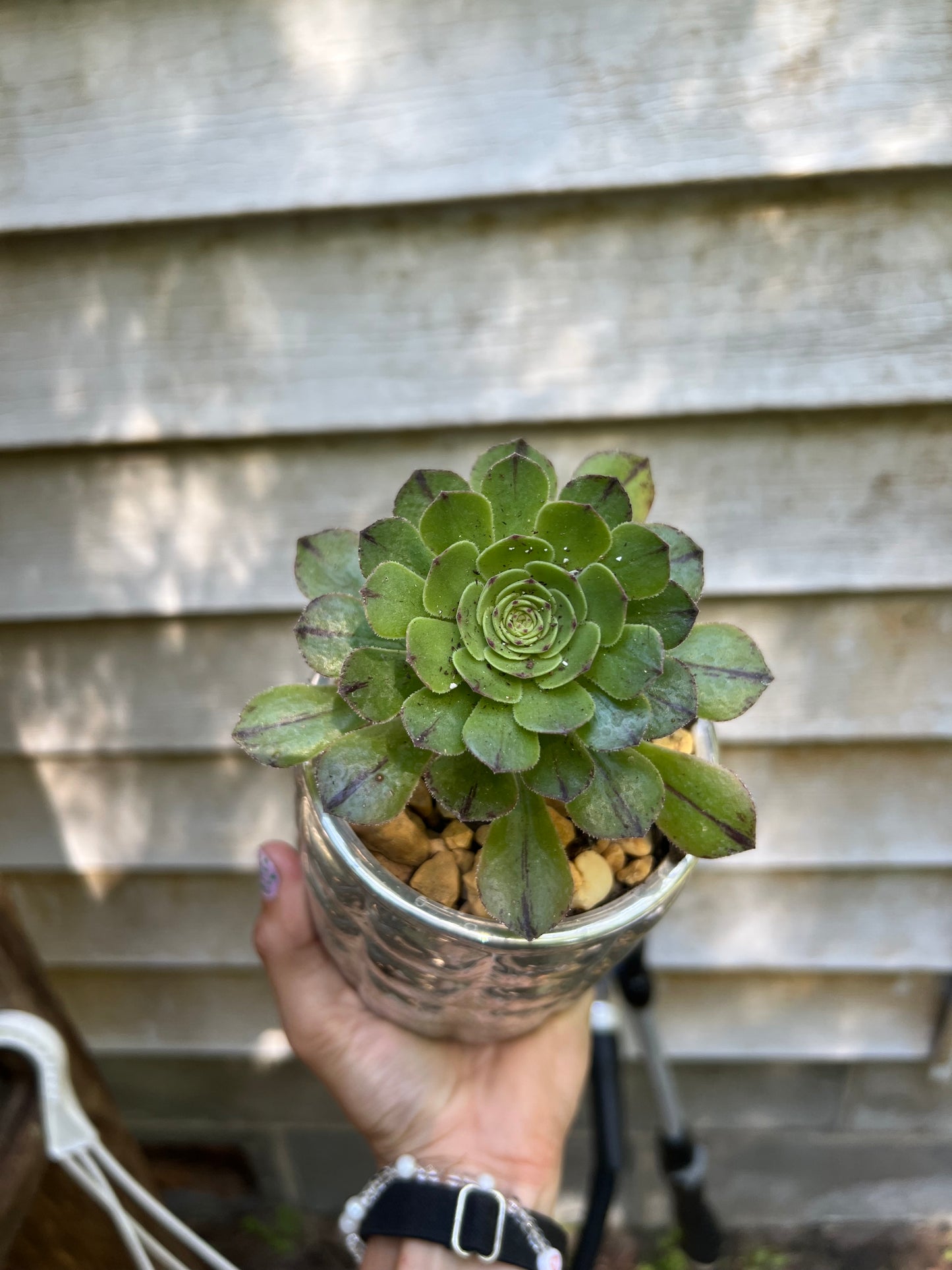 Aeonium Webb & Berthel