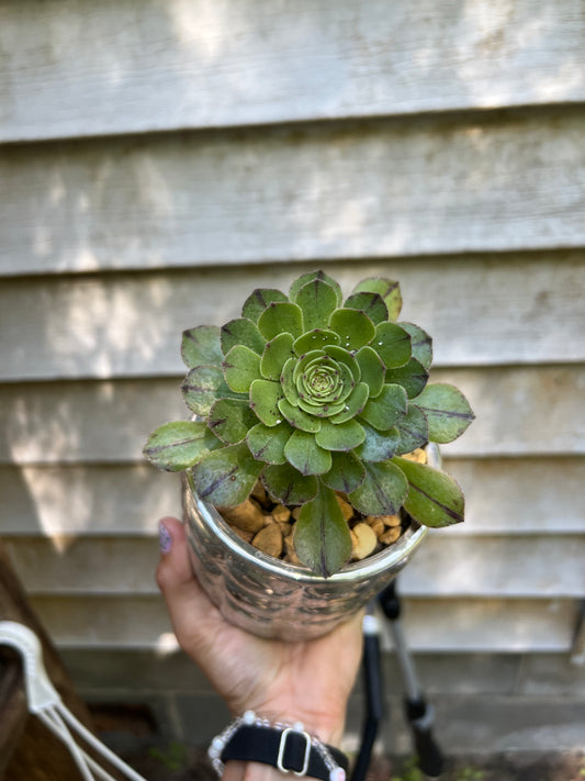 Aeonium Webb & Berthel