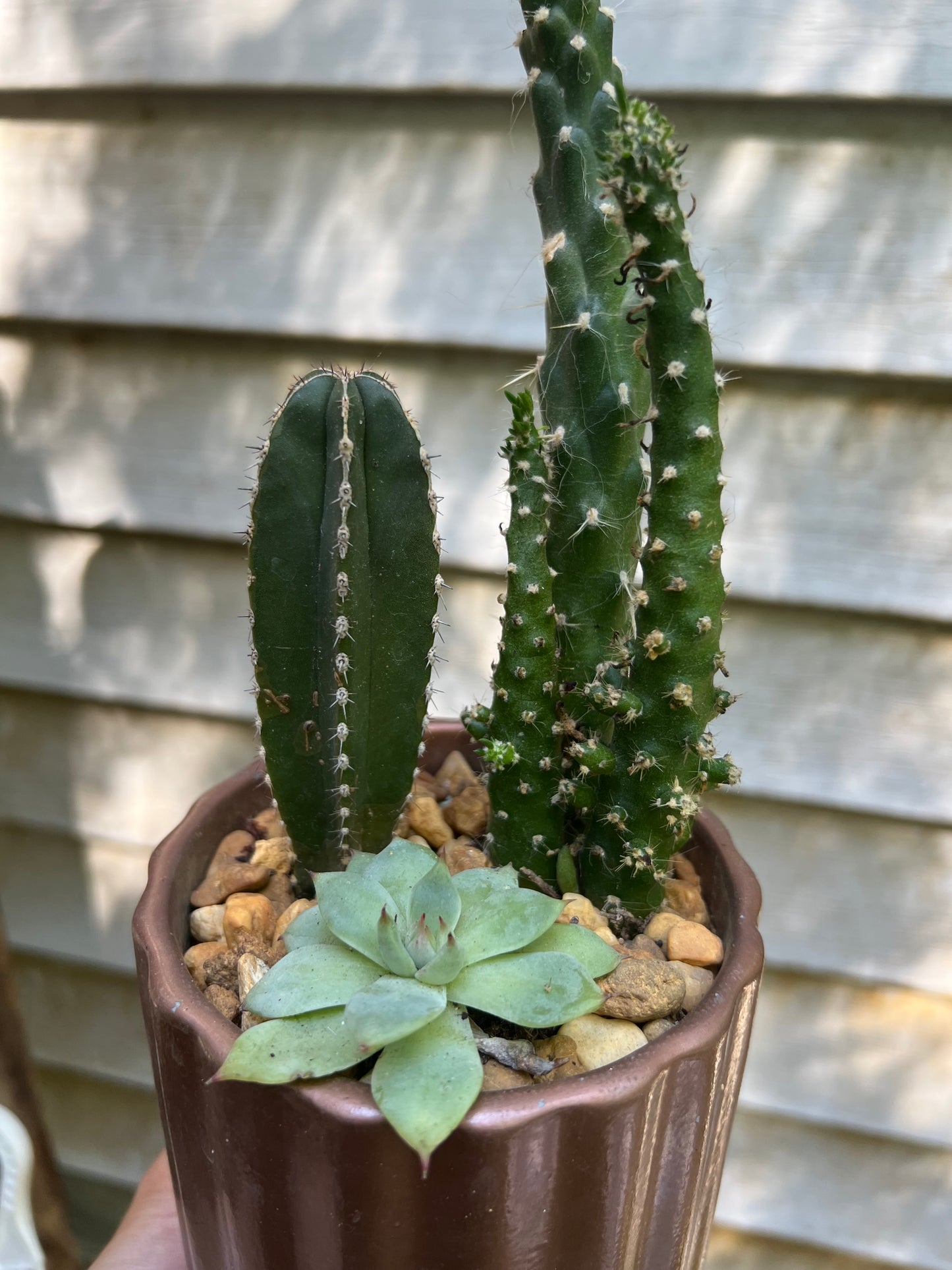 Mixed cacti in bronze pot