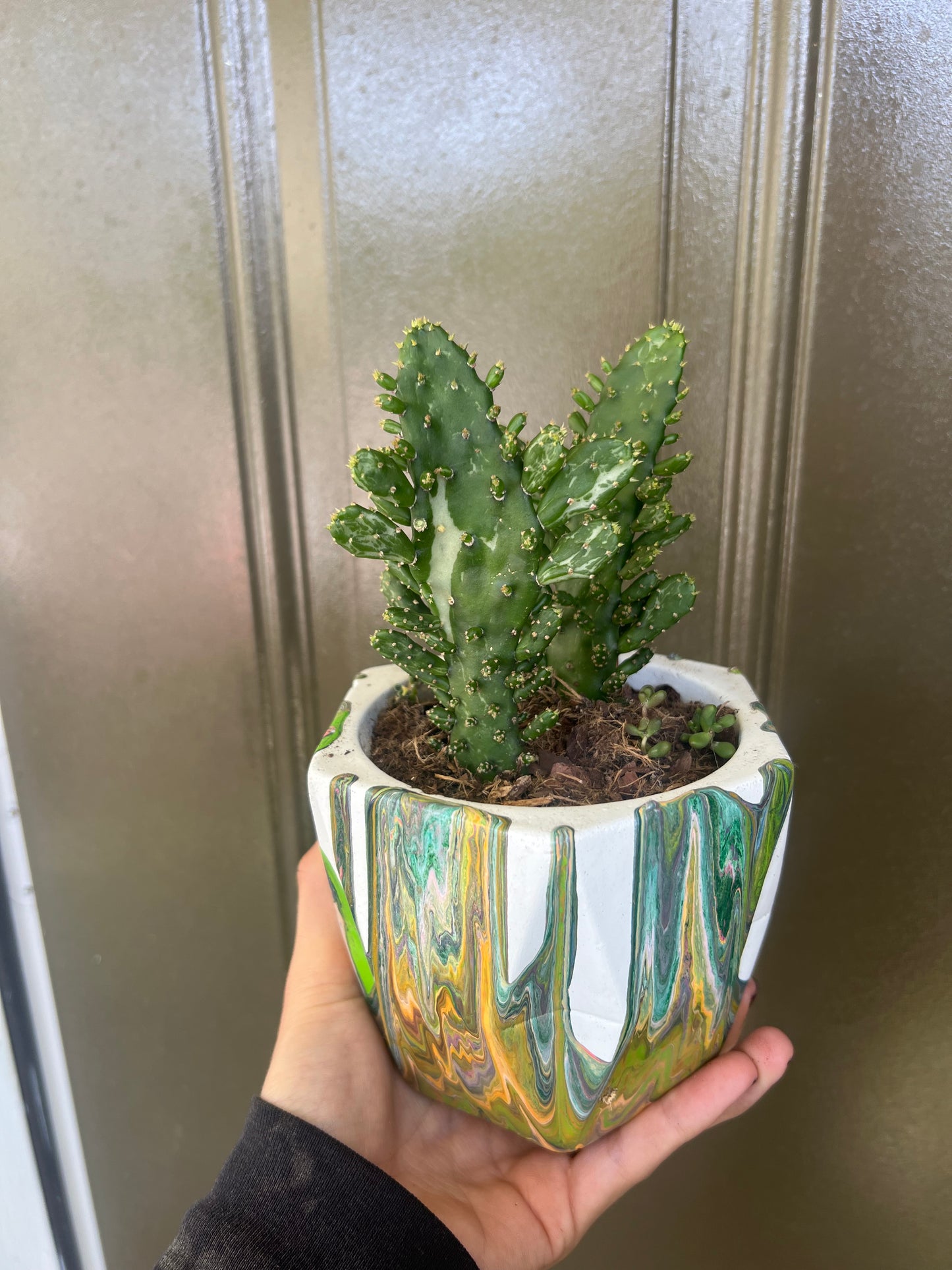 Variegated Joseph’s Coat Cactus