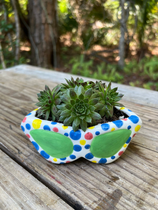 Sempervivum in Sunglasses