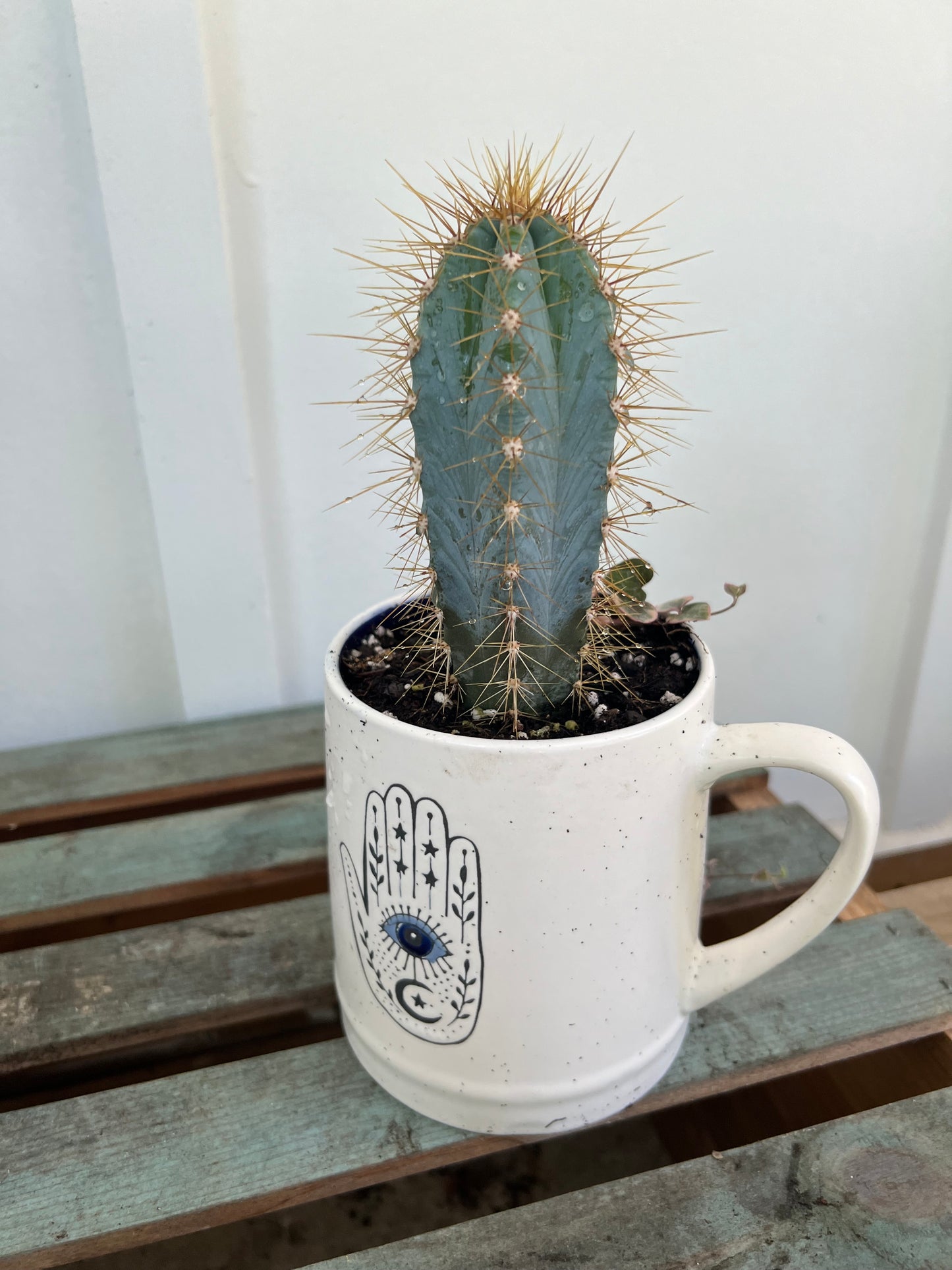 Evil eye succulent mug
