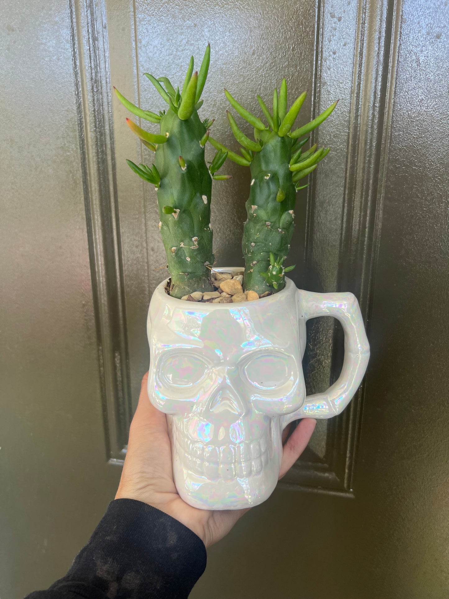 Gumbi Cactus In Skull