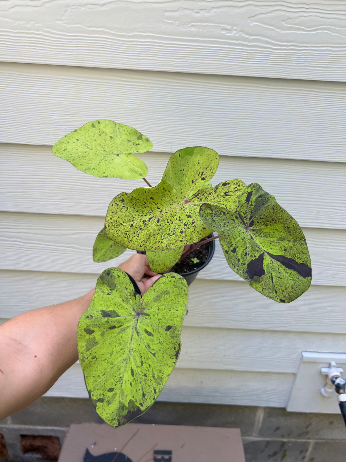 Colocasia Mojito