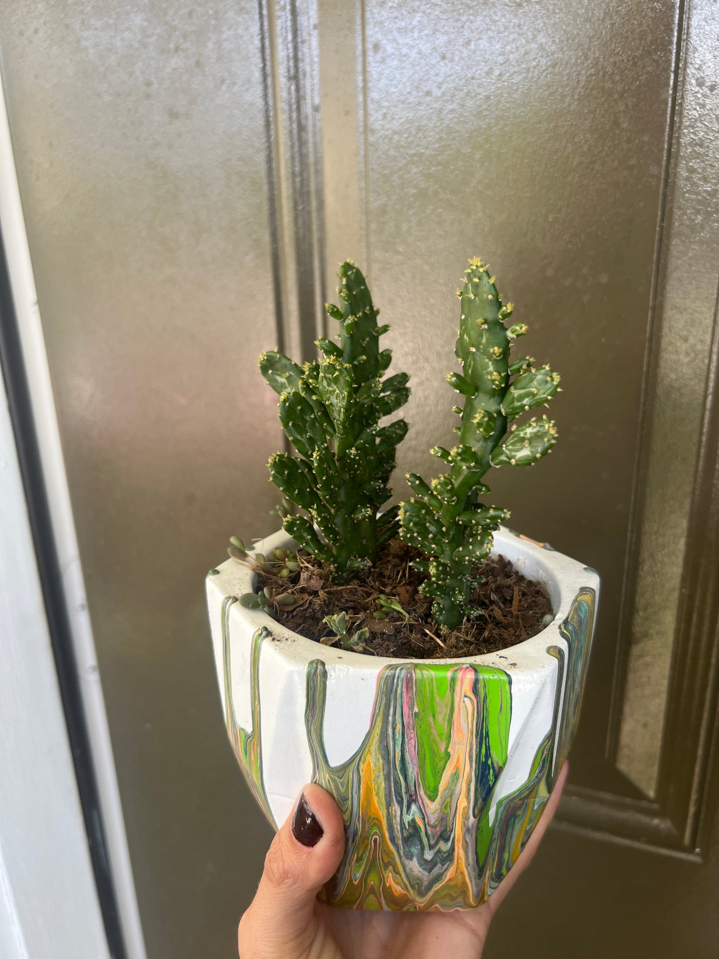 Variegated Joseph’s Coat Cactus
