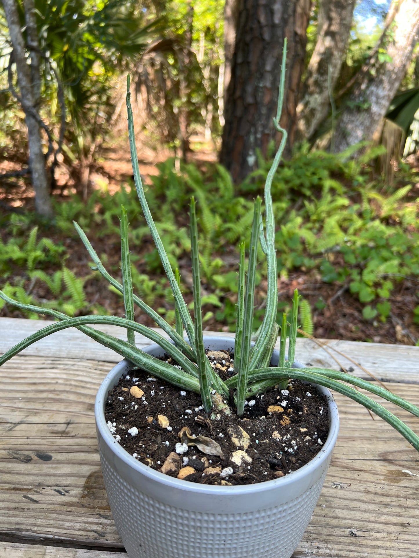 Senecio Pickle Plant