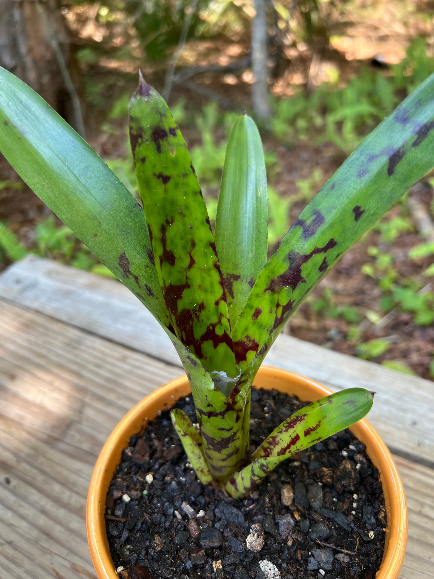 Neoregelia Guacamole