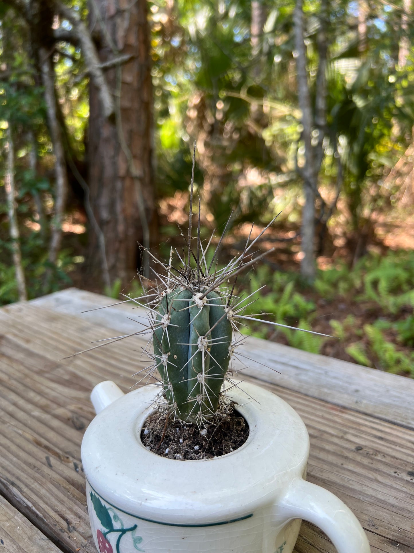 Toothpick Cactus