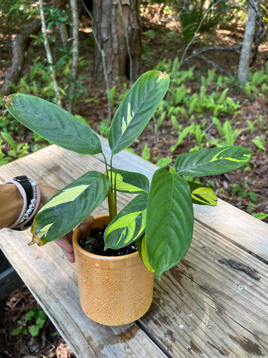 Calathea Lubbersii