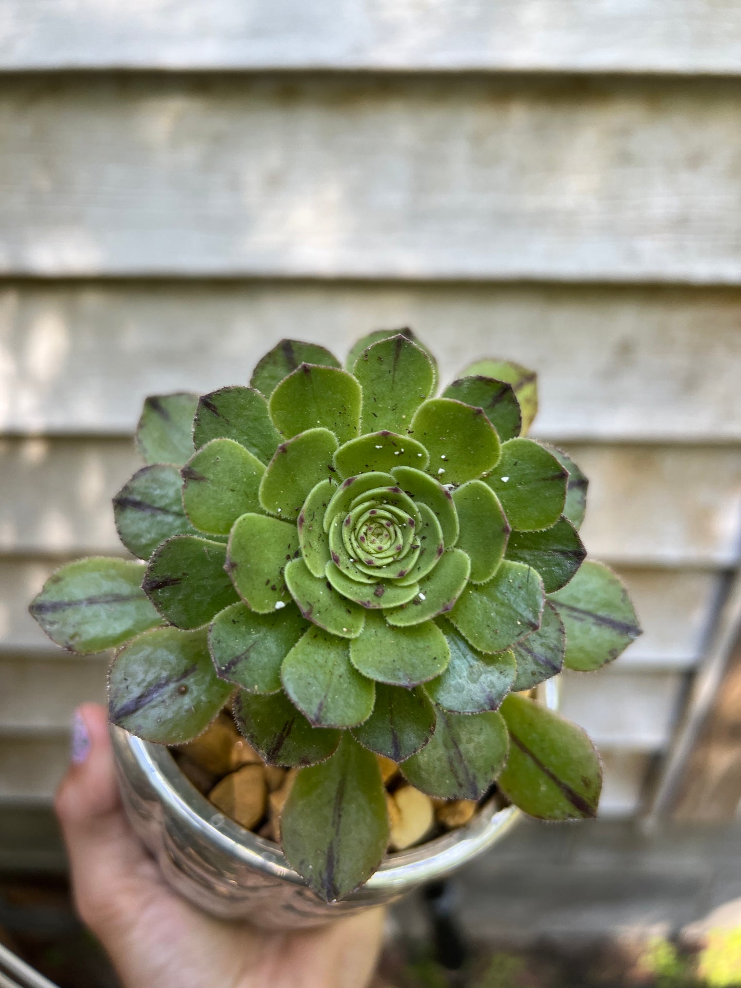 Aeonium Webb & Berthel