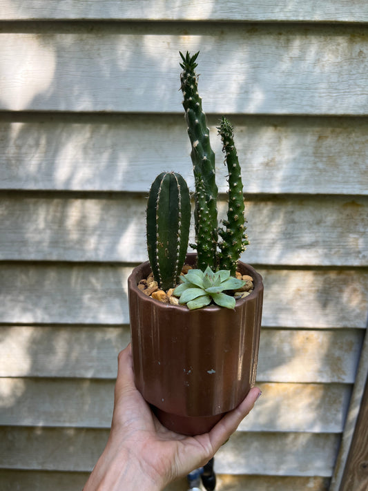 Mixed cacti in bronze pot