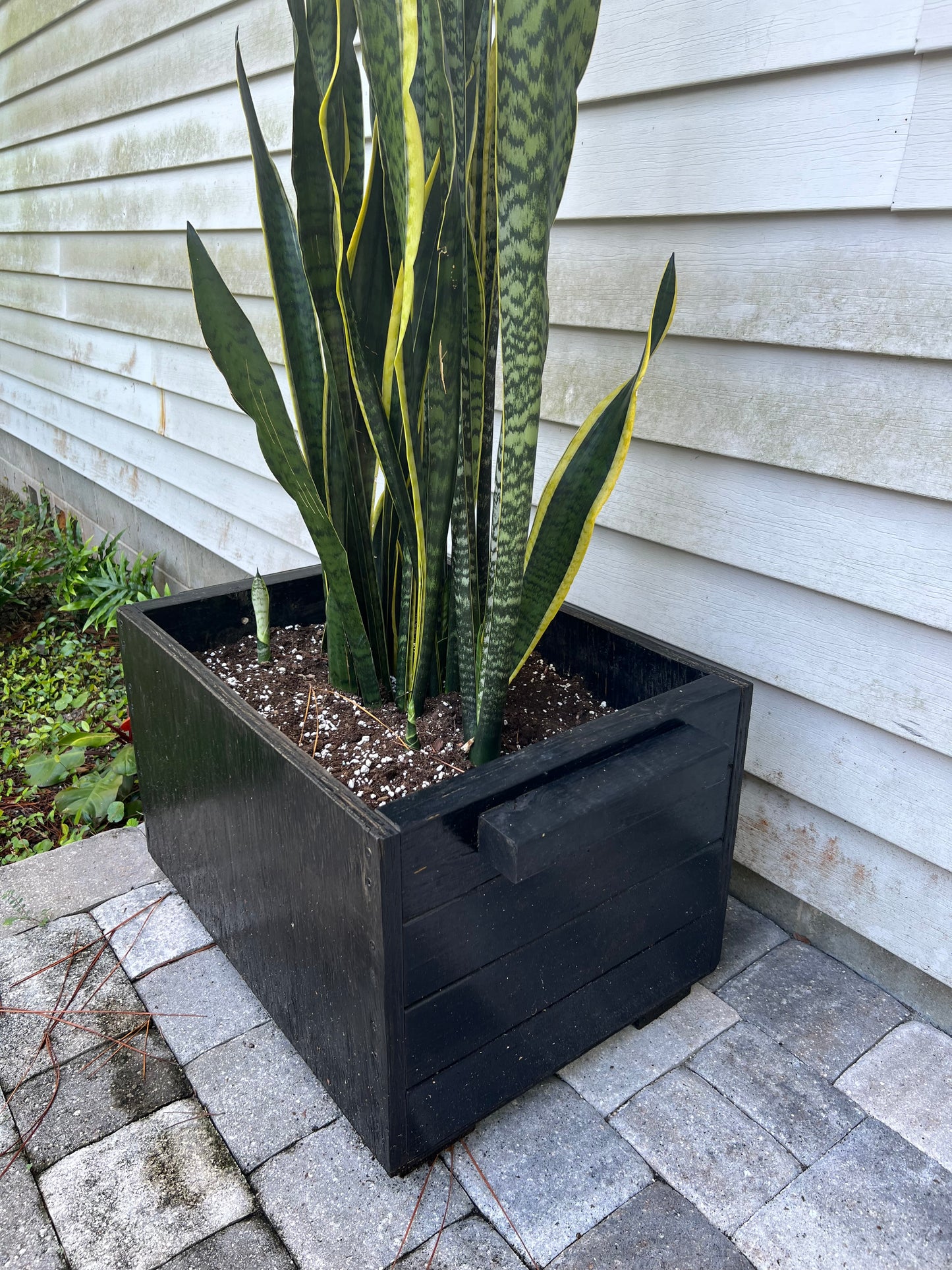 Snake plants in large handmade wooden planter