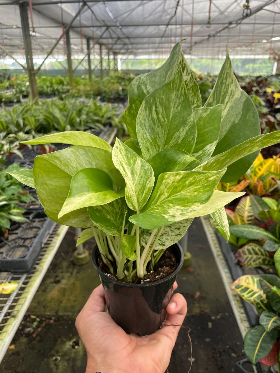4in Pothos "Marble Queen"