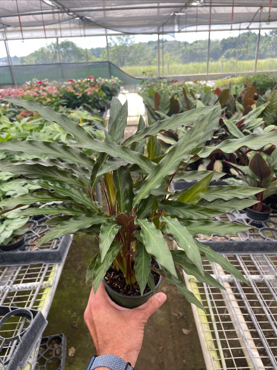 4in Calathea "Furry Feather"