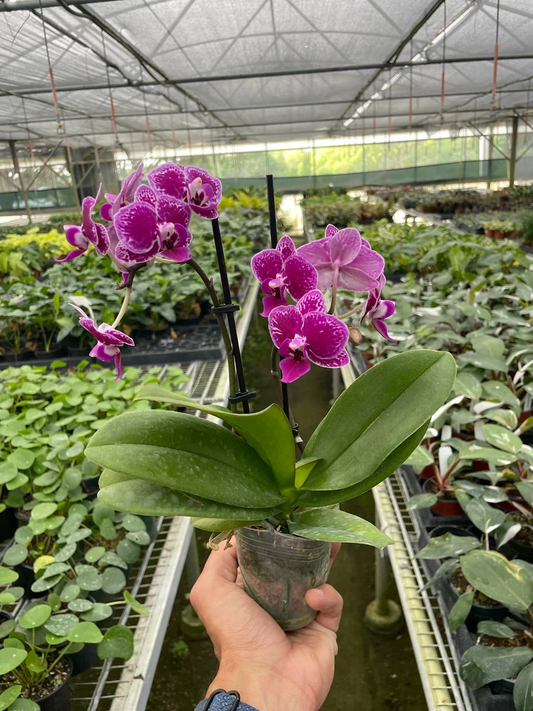 3in Phalaenopsis "Purple Spotted Orchid"