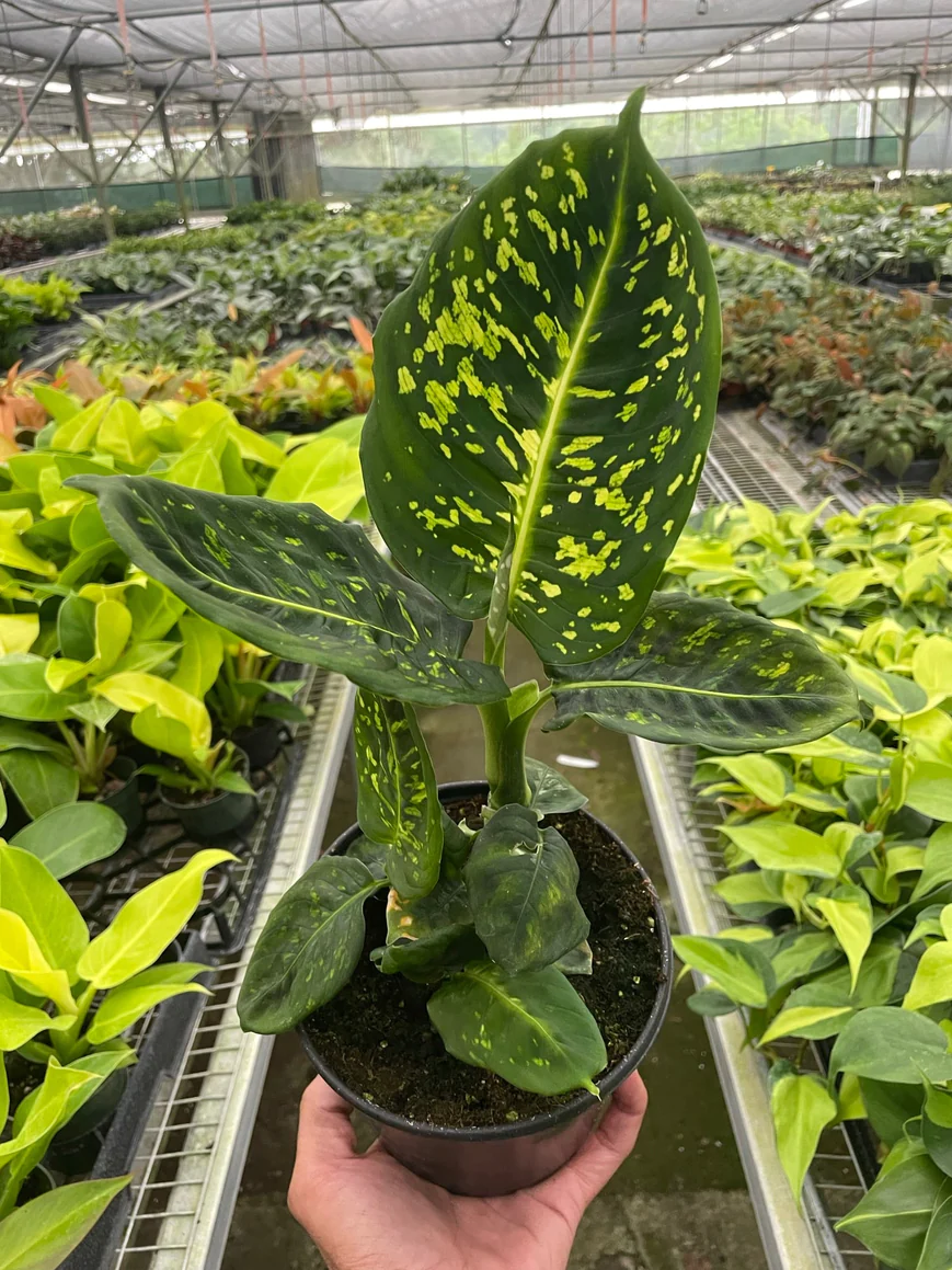 4in Dieffenbachia "Reflector"