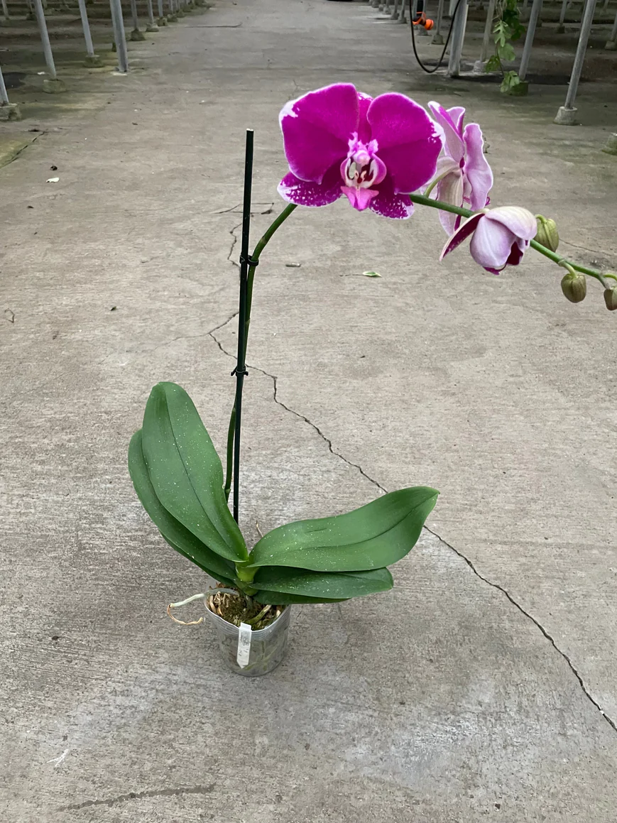 3in Phalaenopsis "Purple Spotted Orchid"