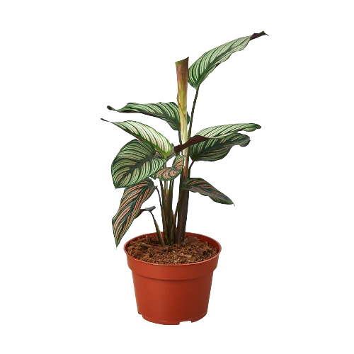 4in Calathea "White Star"