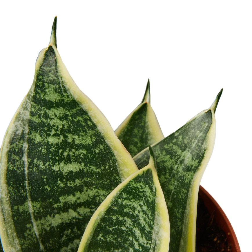 4in Snake Plant "Laurentii Dwarf"