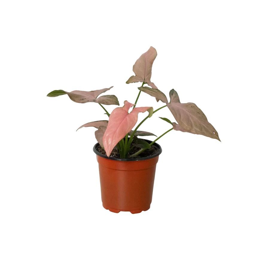 4in Syngonium "Pink Splash"