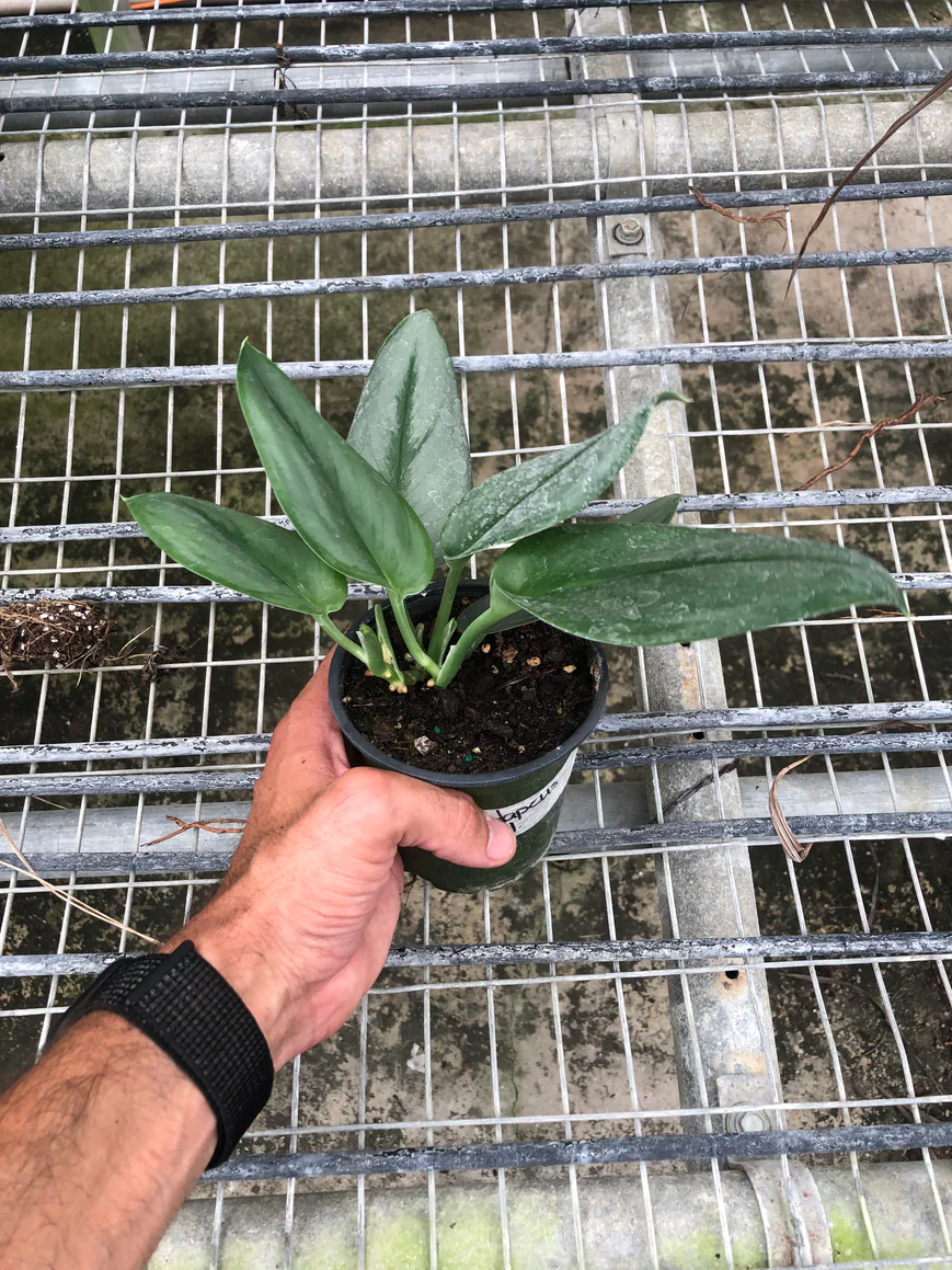 4in Scindapsus "Moonlight"