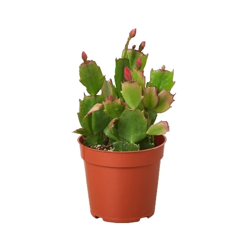 4in Zygocactus "Christmas Cactus" Red