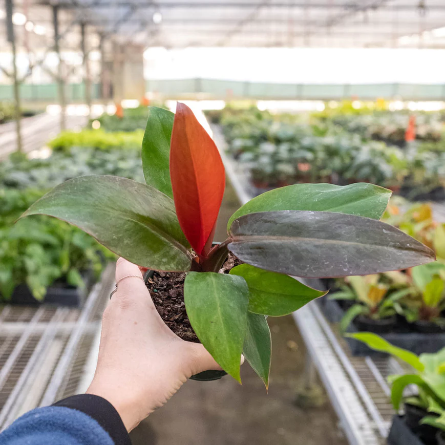 4in Philodendron "Sun Red"