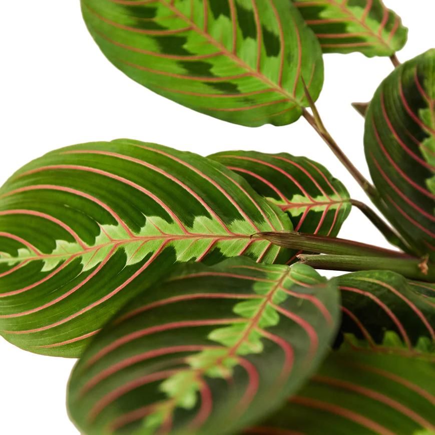 4in Maranta "Red"