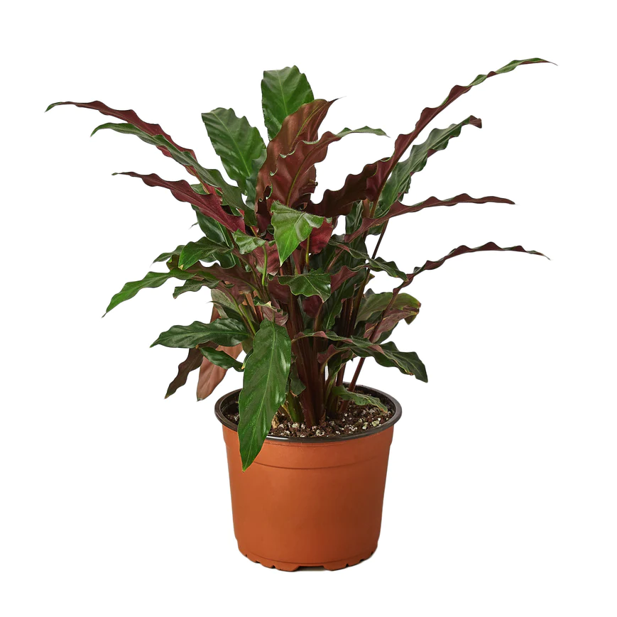 4in Calathea "Furry Feather"