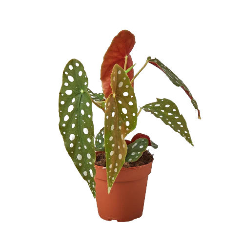 6in Begonia "Maculata"