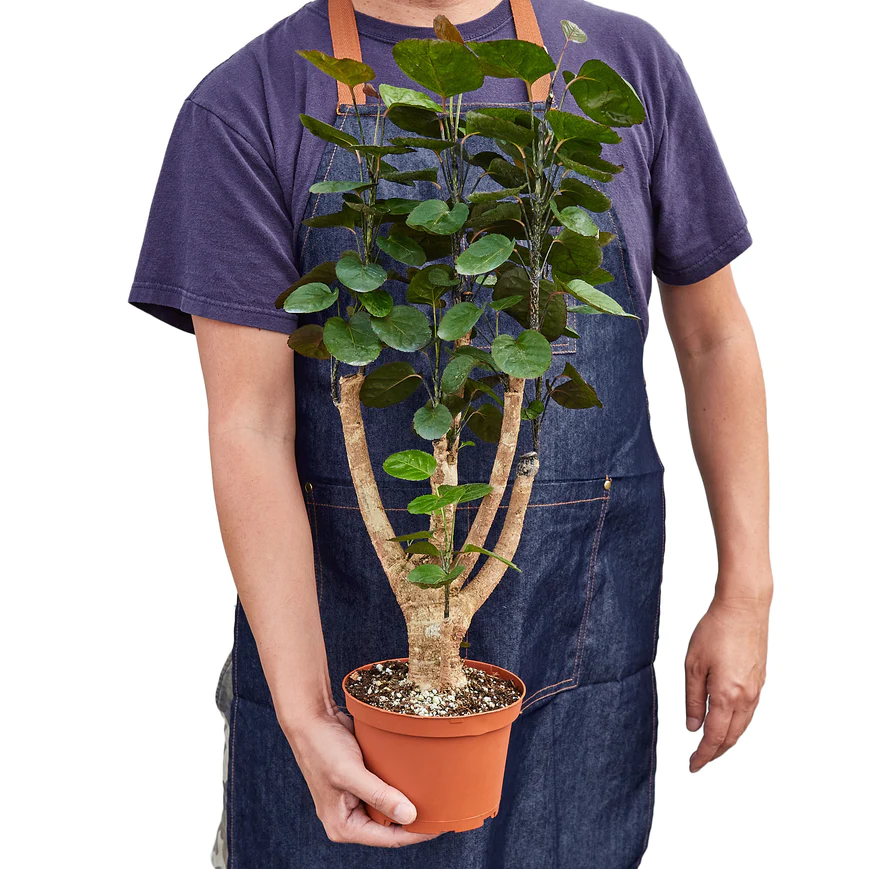 6in Aralia "Fabian Stump"