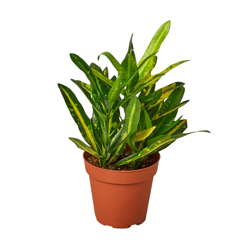 4in Croton "Sunny Star"