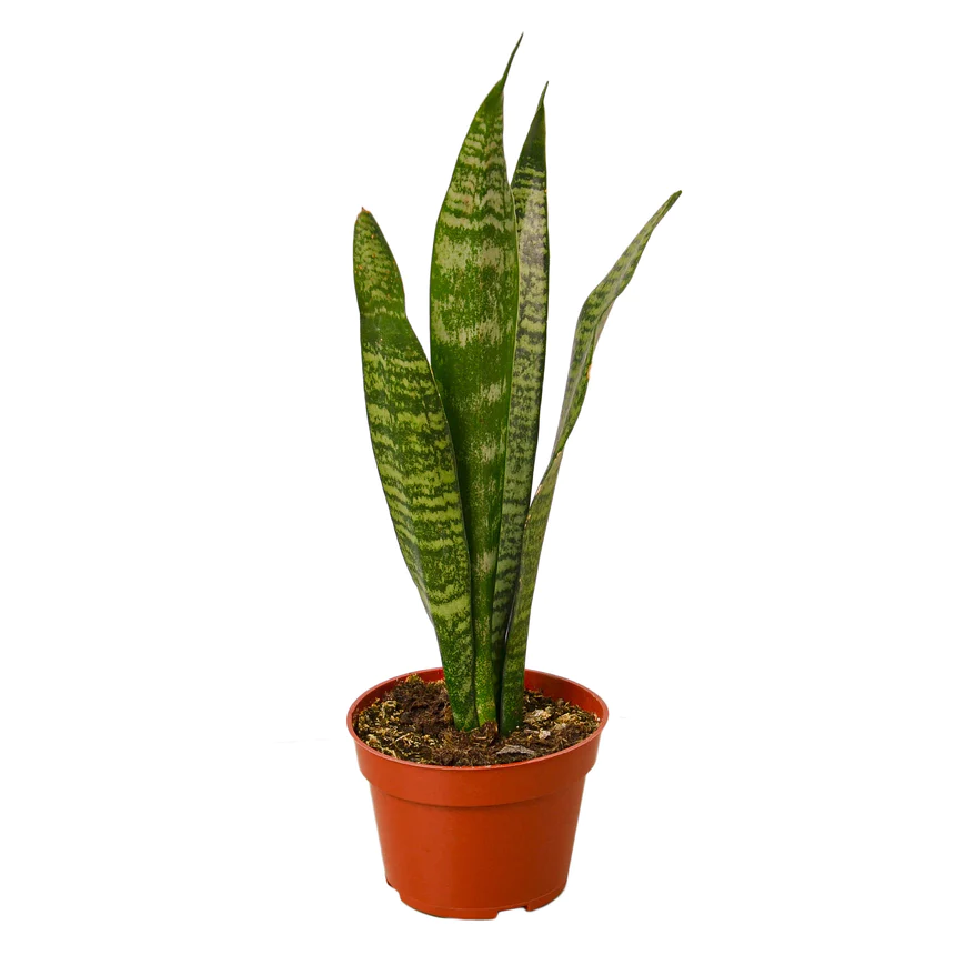 4in Snake Plant "Zeylanica"