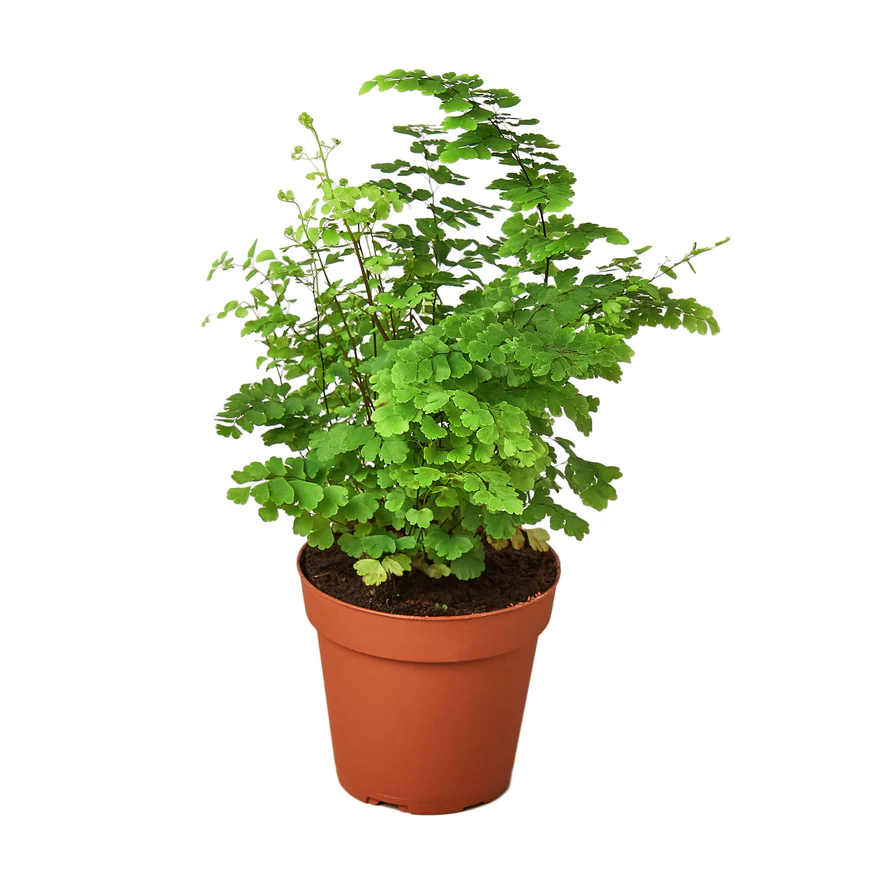 4in Fern "Maidenhair"