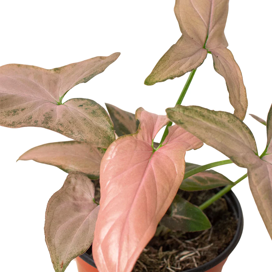 4in Syngonium "Pink Splash"