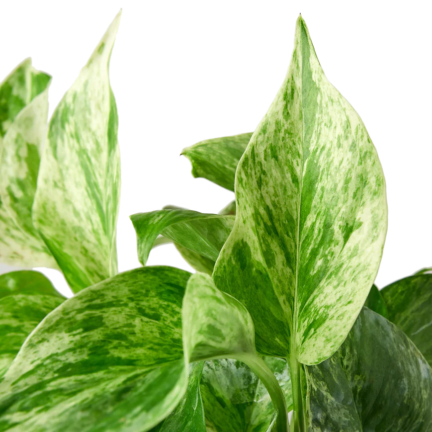 4in Pothos "Marble Queen"