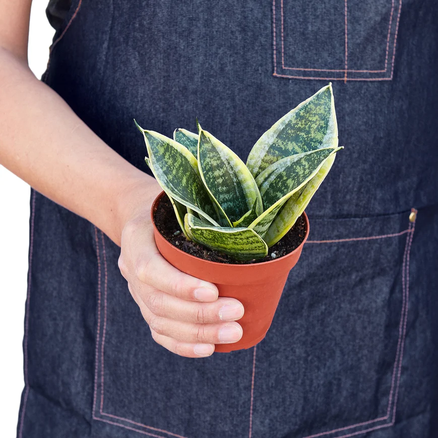 4in Snake Plant "Laurentii Dwarf"