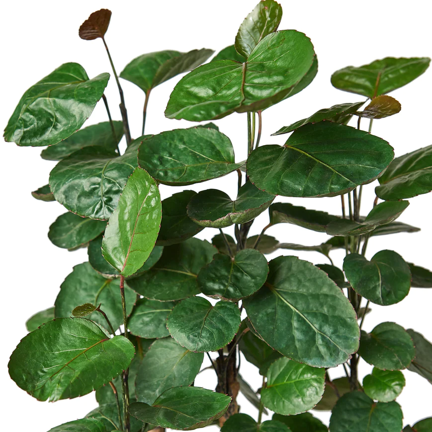 6in Aralia "Fabian Stump"