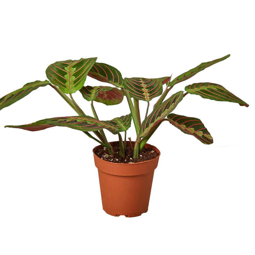 4in Maranta "Red"