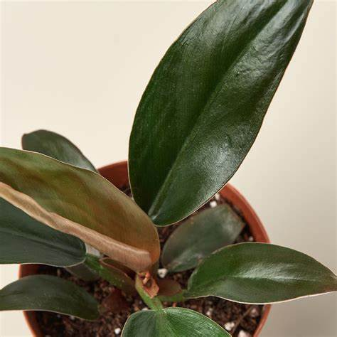 4in Philodendron "Black Cardinal"