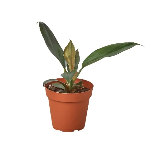4in Philodendron "Black Cardinal"