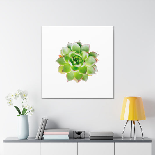 Echeveria Canvas Gallery Wraps