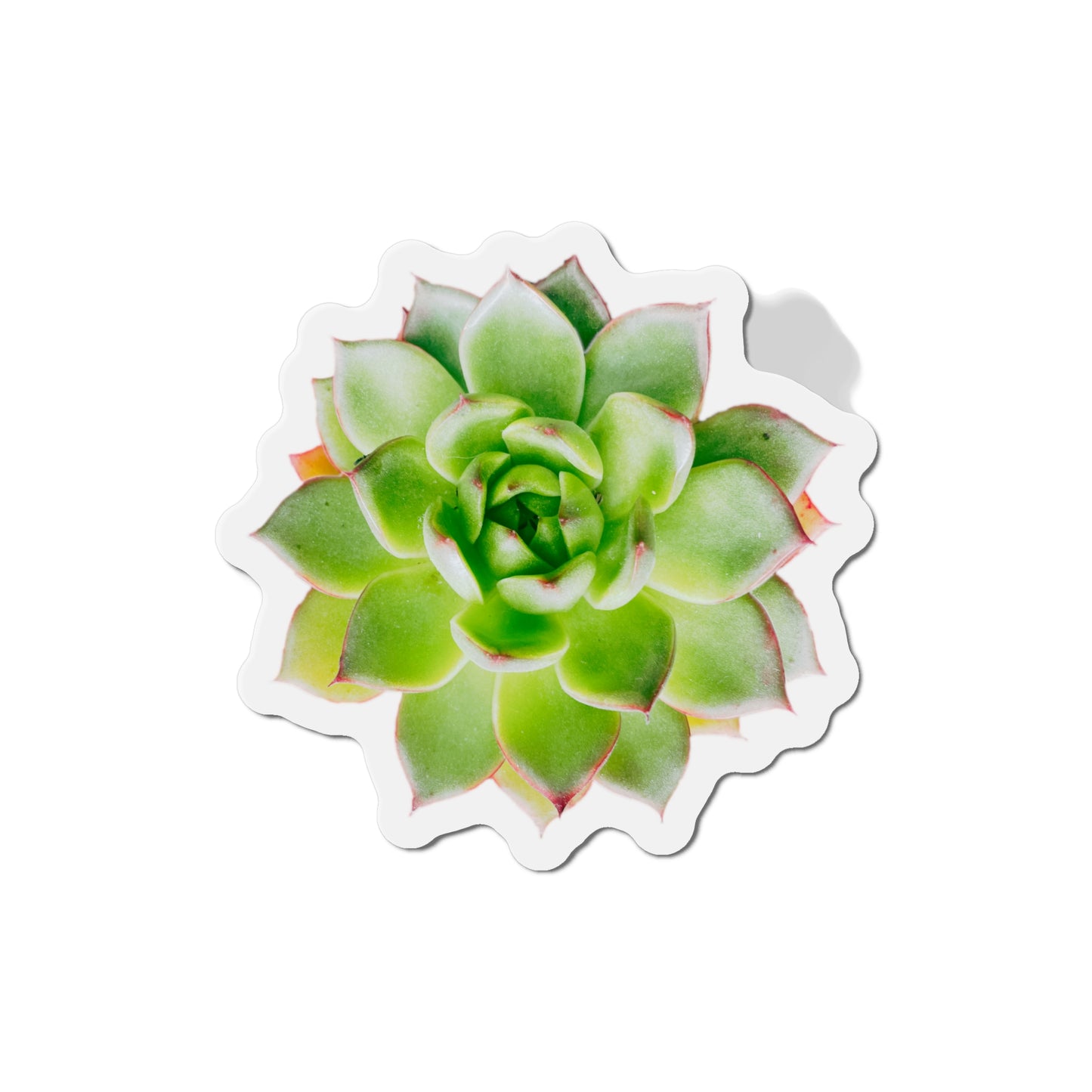 Echeveria Magnets
