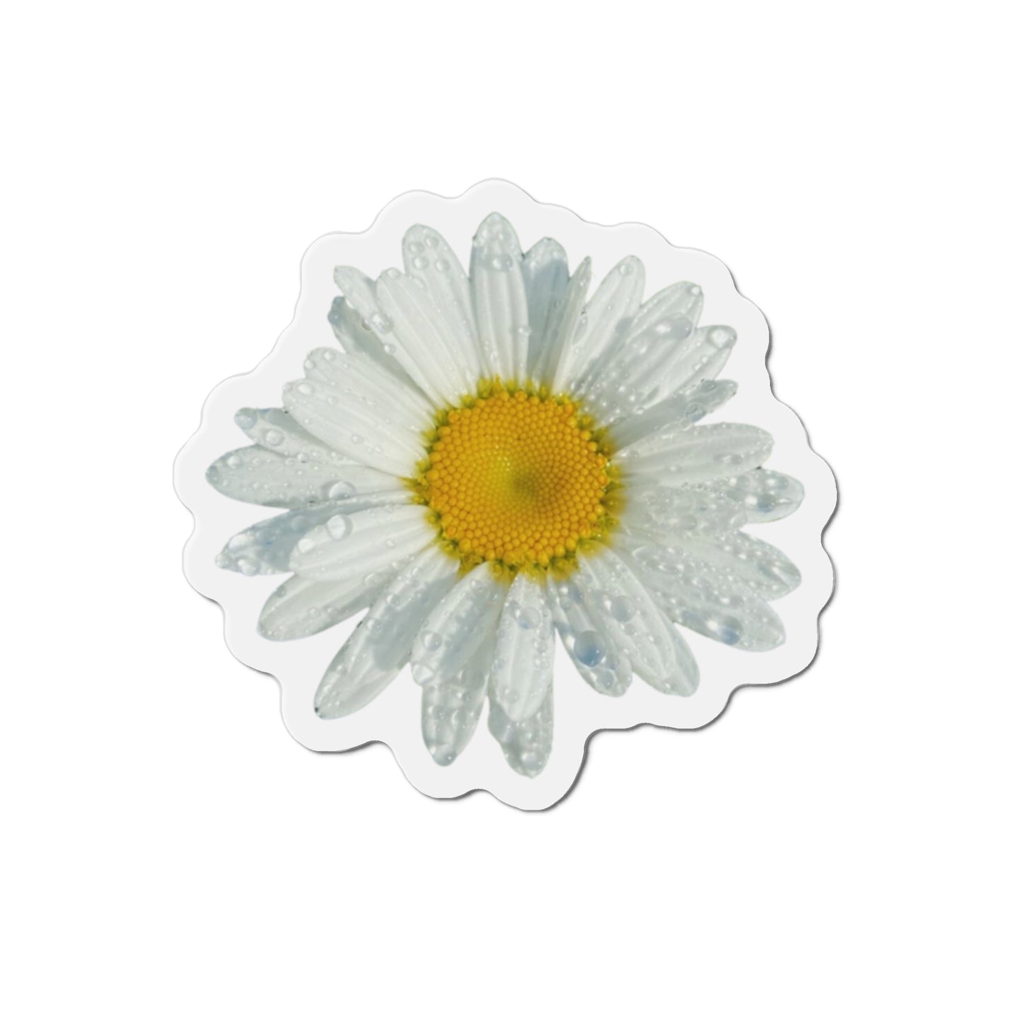 Daisy Magnets