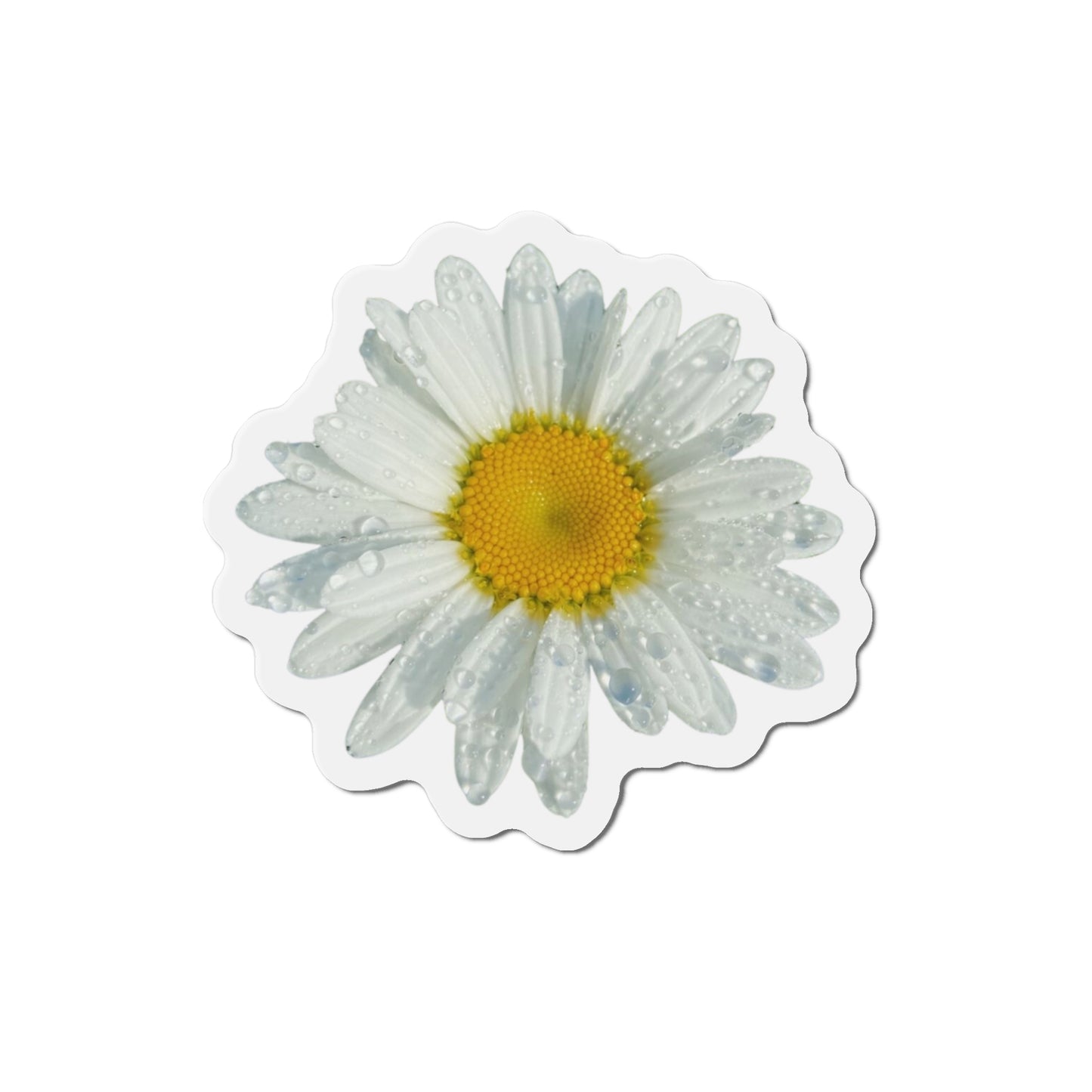 Daisy Magnets
