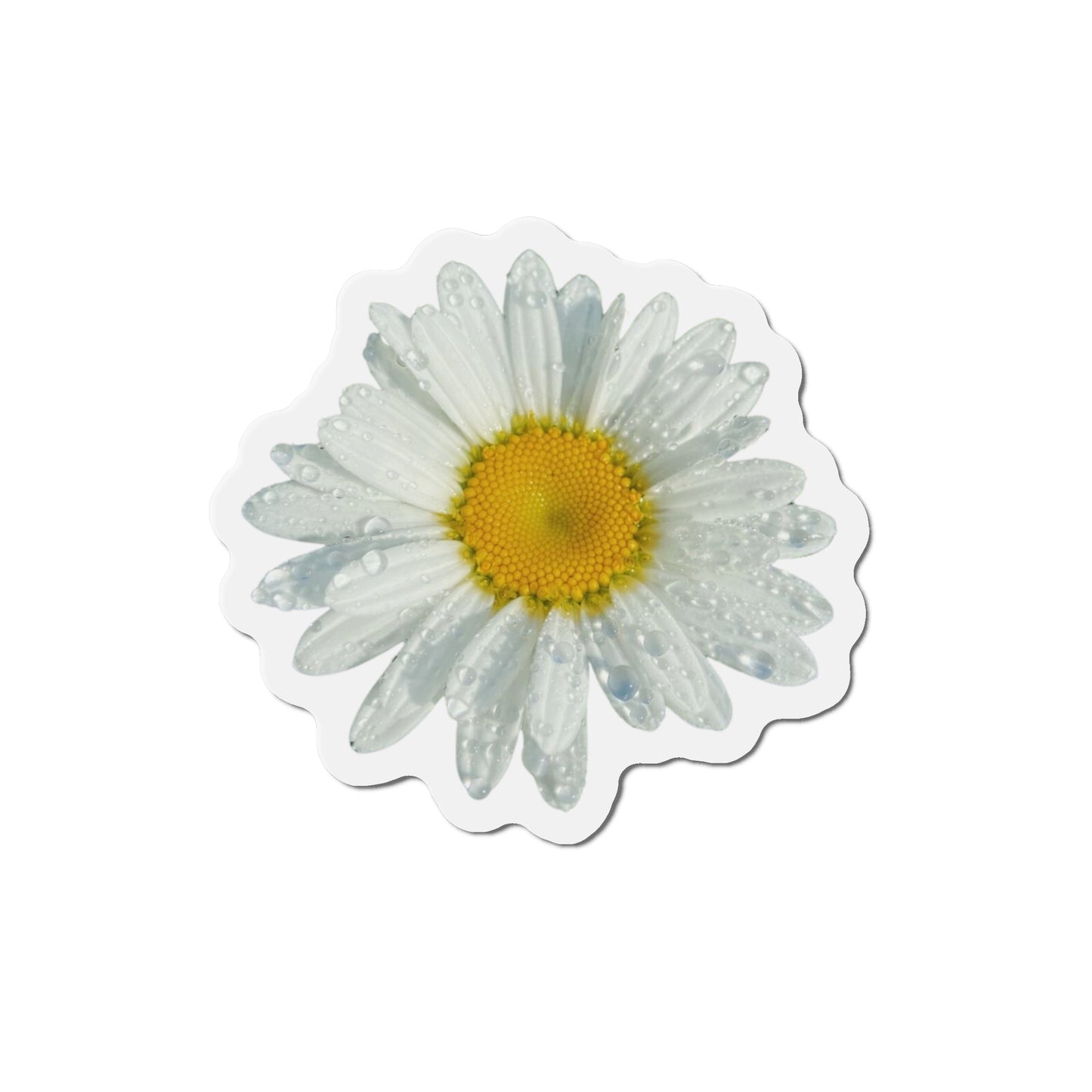 Daisy Magnets