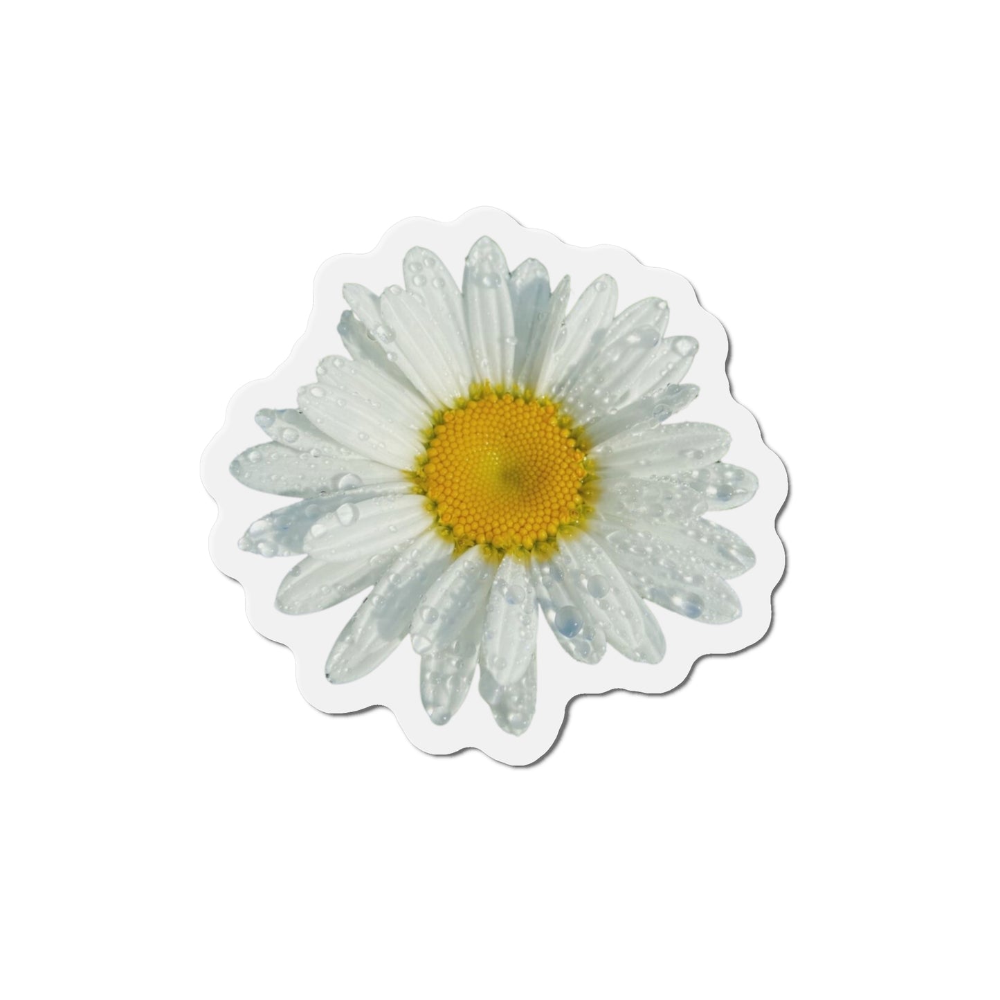 Daisy Magnets